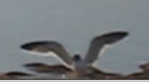Birds!